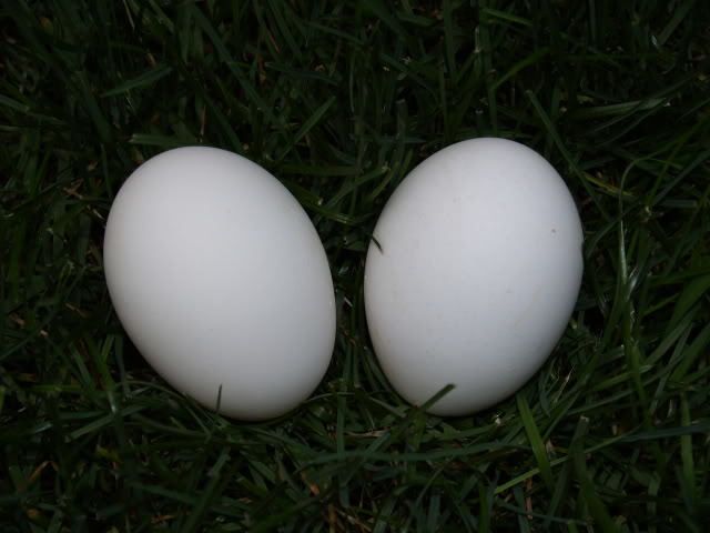 4439_campine_eggs.jpg