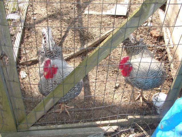 4439_chickens_4-18_002.jpg