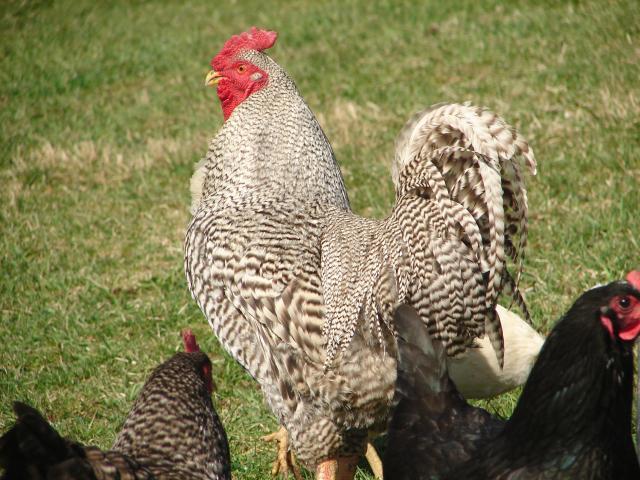 4439_chickens_4-18_012.jpg