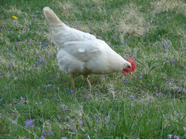 4439_chickens_4-26_025.jpg