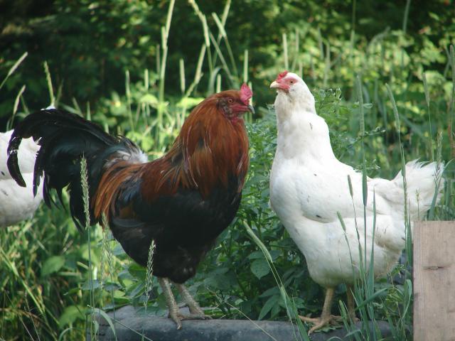 4439_chickens_6-26-11_007.jpg