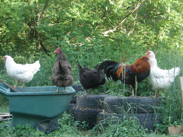 4439_chickens_6-26-11_041.jpg