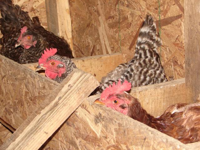 4439_chickens_8-5_001.jpg