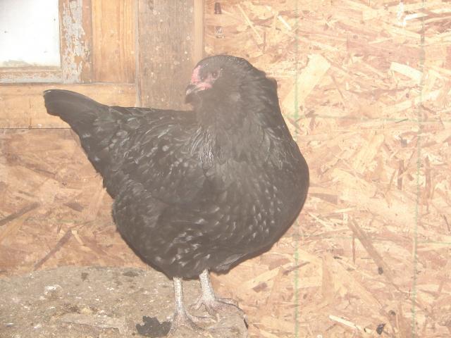 4439_chickens_and_chicken_stuff_1-11-11_013.jpg