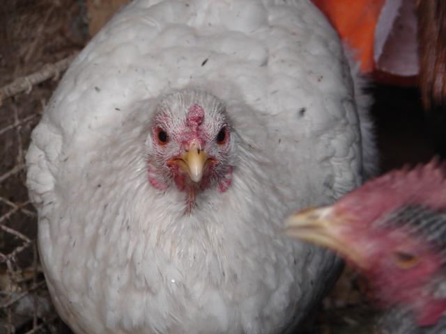 4439_chickens_and_chicken_stuff_1-11-11_031.jpg