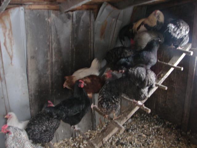 4439_chickens_and_chicken_stuff_1-11-11_048.jpg