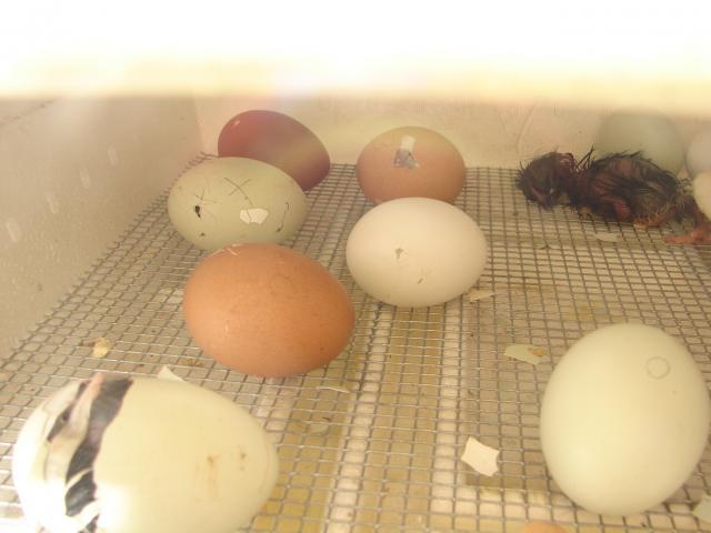 4439_chicks_5-4_007.jpg