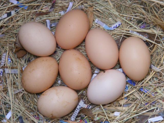 jersey giant egg color