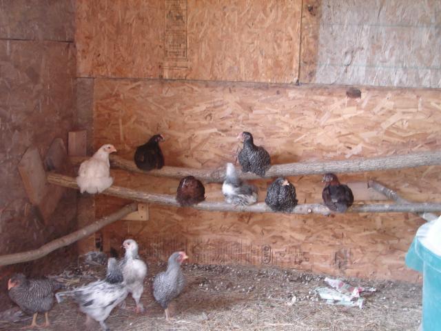 4439_grammy_sallys_chickens_at_6wks_5-15_025.jpg