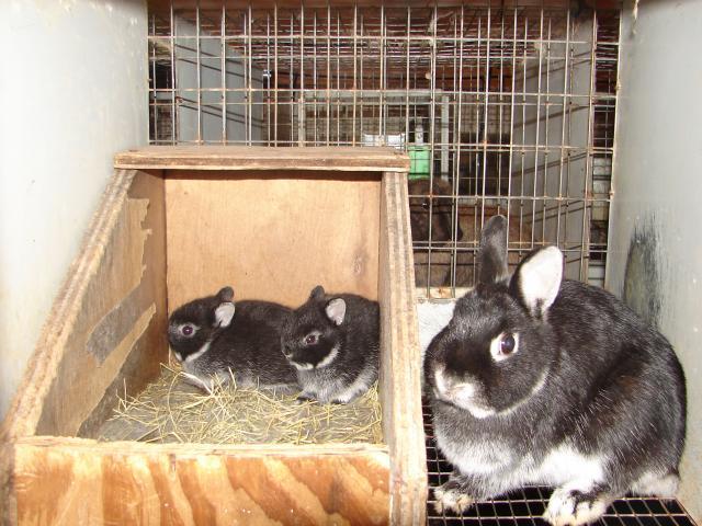 4439_granddad_and_granny_susans_rabbits_005.jpg