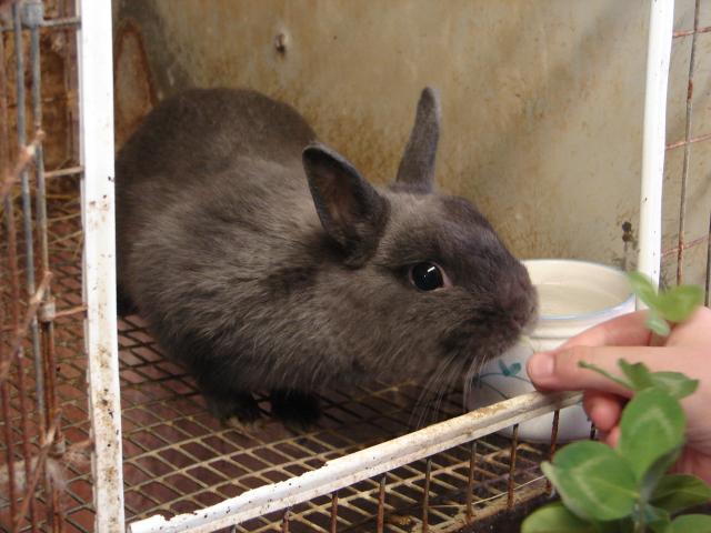 4439_granddad_and_granny_susans_rabbits_009.jpg