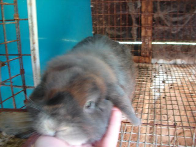 4439_granddad_and_granny_susans_rabbits_017.jpg