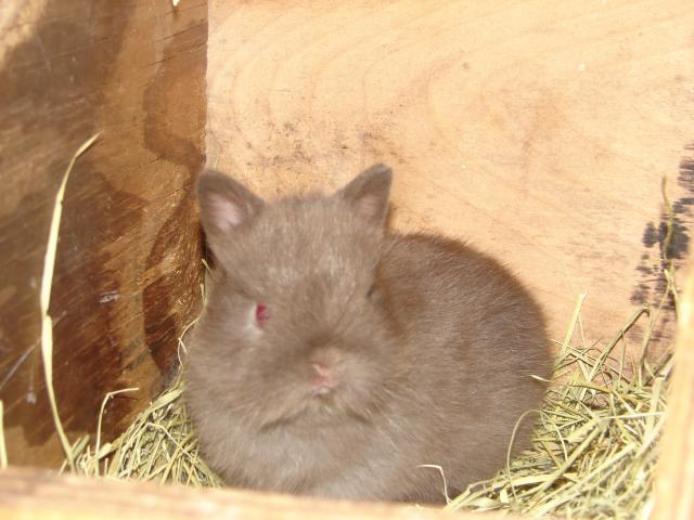 4439_granddad_and_granny_susens_rabbits_007.jpg