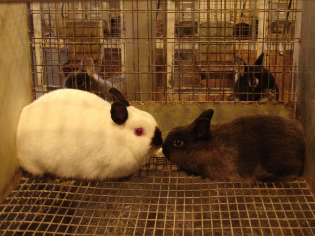 4439_granddad_and_granny_susens_rabbits_019.jpg