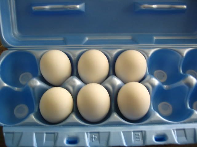 4439_lakenbelder_eggs.jpg