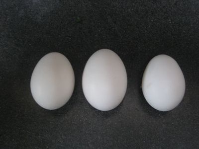 4439_sicilian_buttercup_eggs.jpg