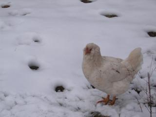 4439_wl-ee_mix_pullets_1-19-10_004.jpg