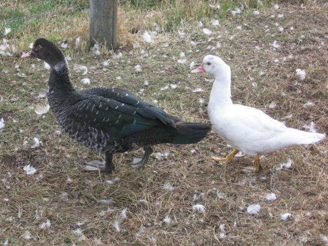 44401_auction_chicks_rabbits_etc_093.jpg