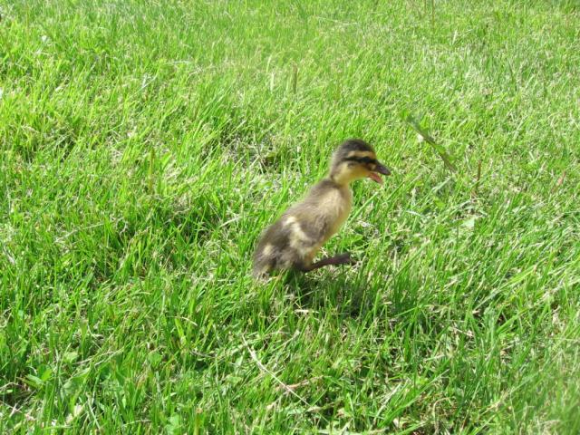 44401_call_ducklings_003.jpg