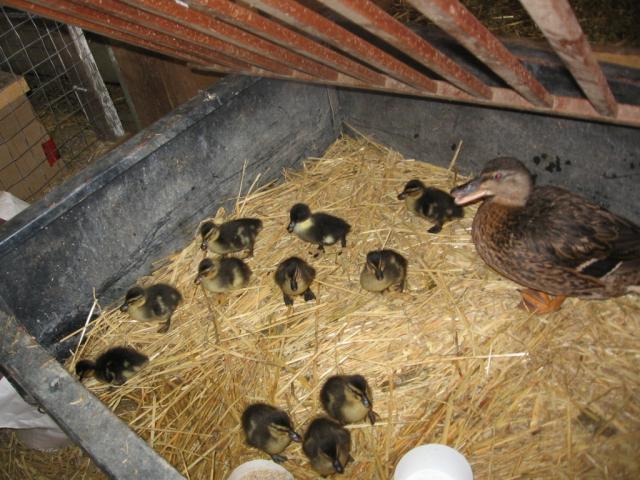 44401_call_ducklings_011.jpg