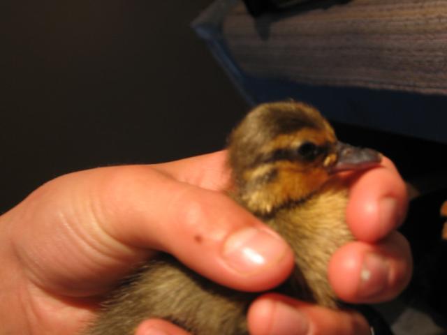 44401_doobi_4_weeks_061.jpg