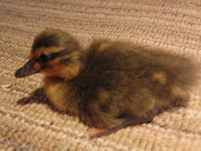 44401_doobi_4_weeks_062.jpg