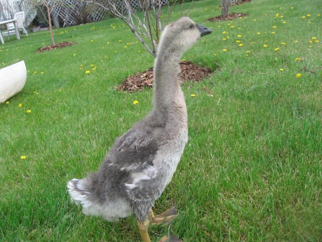 44401_doobi_5_weeks_old_028.jpg