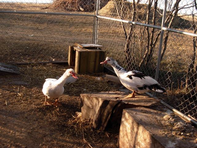 44401_dscn2107.jpg