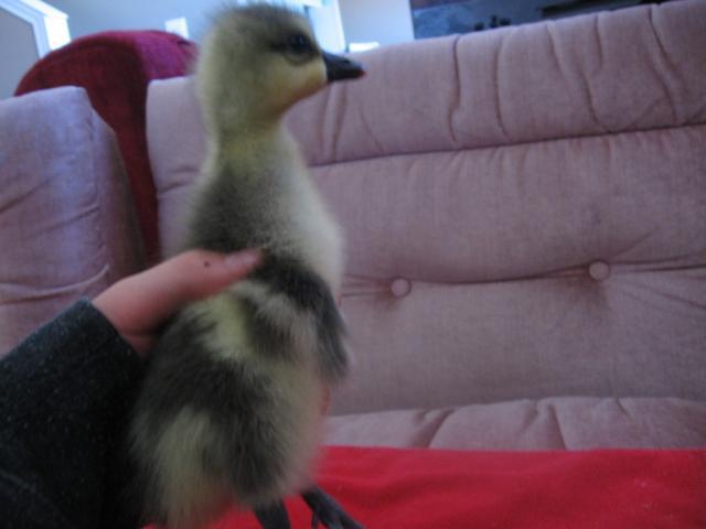 44401_gosling_bff_003.jpg