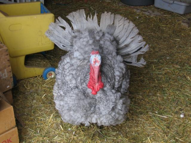 44401_poult_009.jpg
