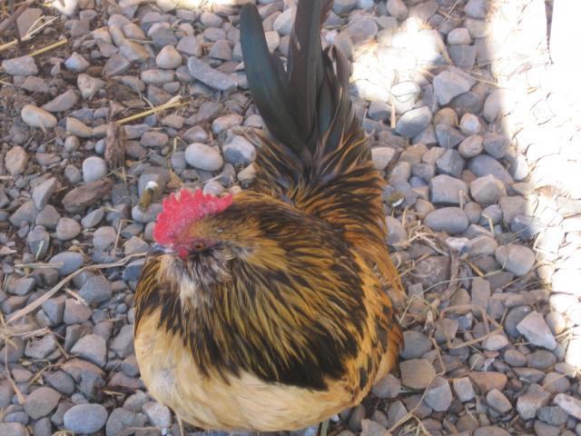 44401_roosters_014.jpg