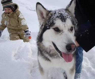 44410_kenai1.jpg