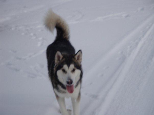 44410_kenai2.jpg