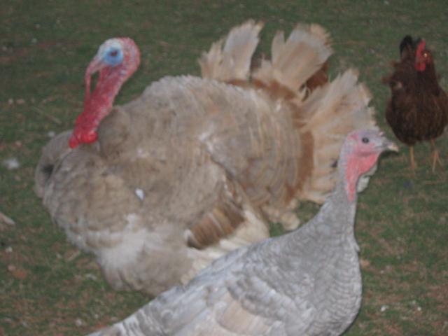 44429_blue_slate_turkeys.jpg