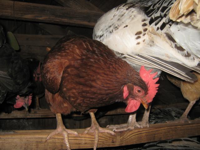 44429_chicken_house.jpg