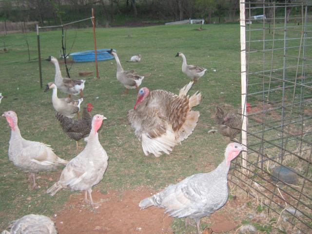 44429_farm_yard.jpg