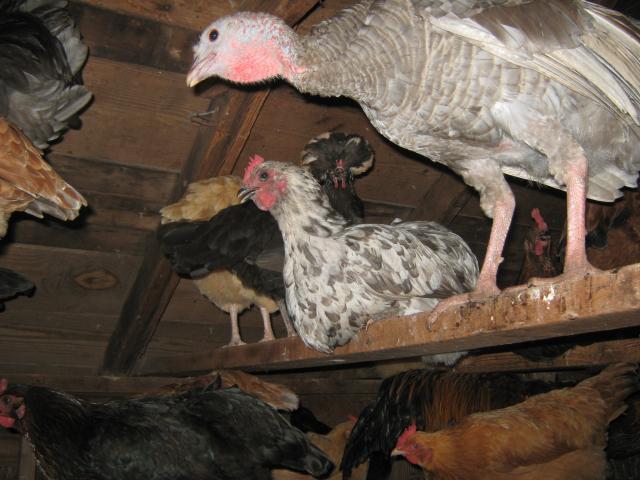 44429_roosting.jpg