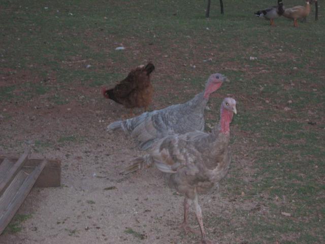 44429_turkeys_and_ducks.jpg