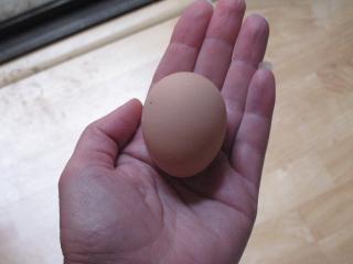 44433_bbs_first_egg_022410_002.jpg