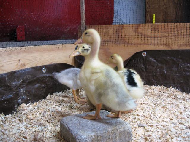 44477_ducklingweek2.jpg