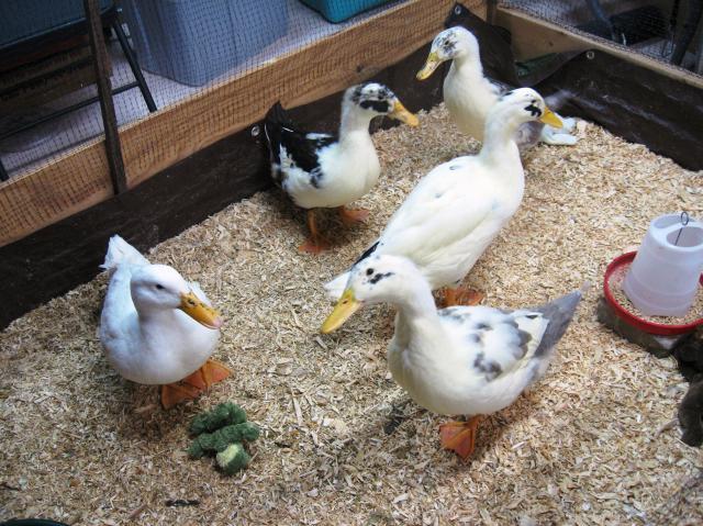 44477_indoor_ducks_8wks.jpg