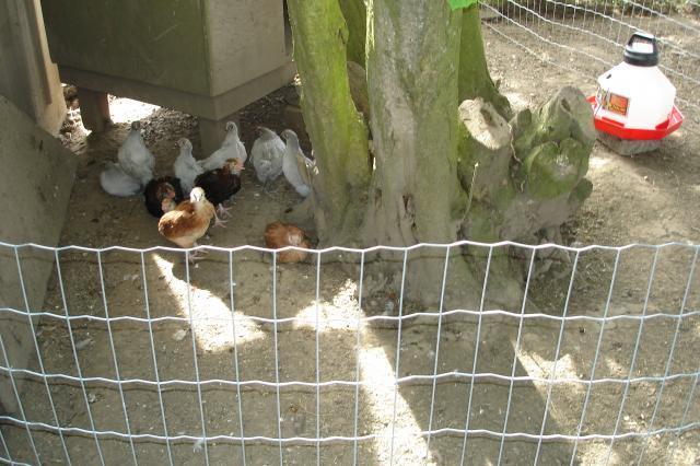 44517_june_2011_new_chickens_022.jpg