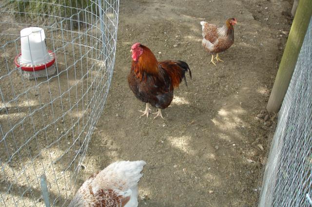 44517_june_2011_new_chickens_023.jpg