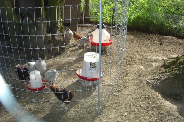 44517_june_2011_new_chickens_039.jpg