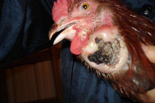 44517_rooster_-_abscess_oct_5_2011.jpg