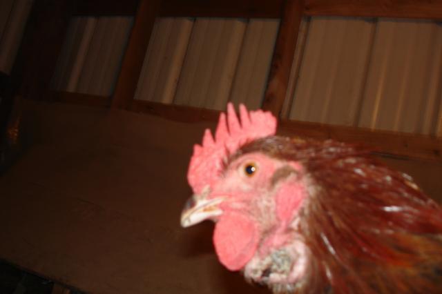 44517_rooster_-_abscess_sept_5_2011_004.jpg