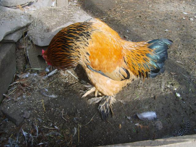 44549_s5001097.jpg