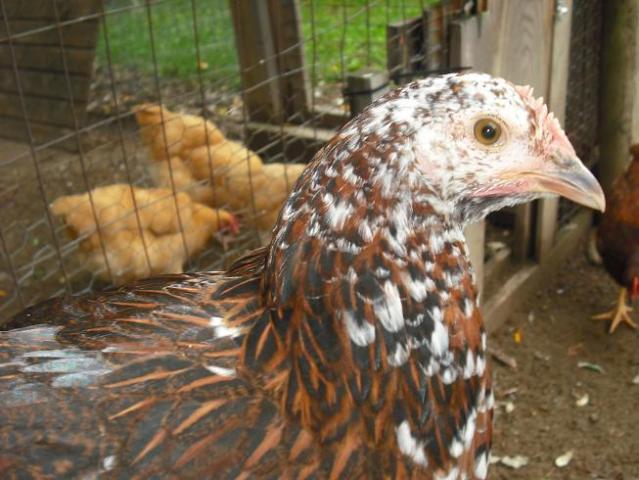 4455_chicken_type_1a.jpg