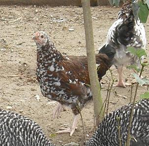 4455_chicken_type_2a.jpg