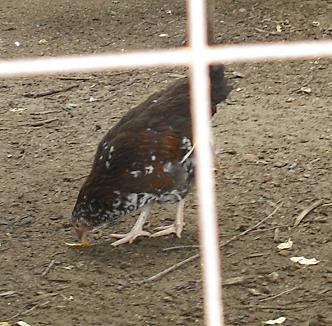 4455_chicken_type_3a.jpg